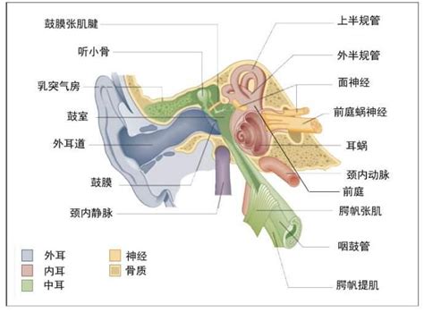 为什么中医治疗耳鸣效果比西医好？ - 微医（挂号网）