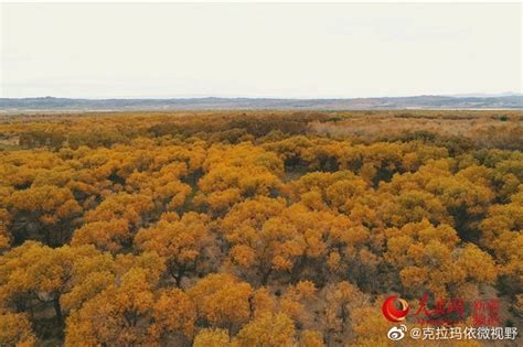 金光熠熠的乌尔禾区万亩胡杨林，成为秋季最美的拍照圣地