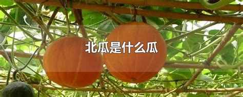 【北瓜的功效与作用】【图】北瓜的功效与作用 北瓜的食疗价值和做法(2)_伊秀健康|yxlady.com