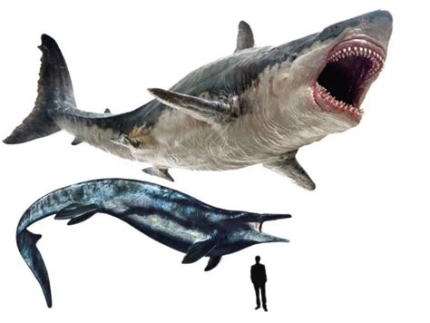 深海霸主 沧龙VS 夺命巨鲨，苍龙：不够塞牙缝！ @你喜欢的人来看_腾讯视频