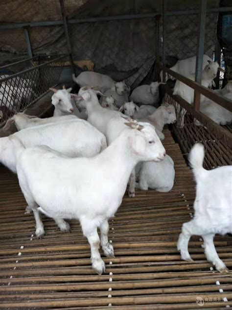 2020杜泊羊价格报价一斤养殖品种优良_全国__羊-食品商务网