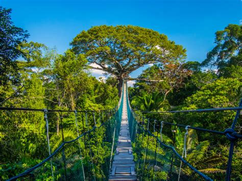 巴西：亚马逊科学研究中心_世界之旅