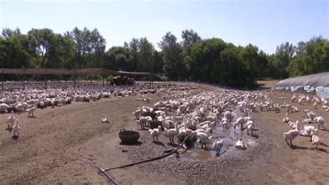 养羊大棚羊圈羊舍新式养殖大棚规模化养羊场羊舍肉羊养殖场建设