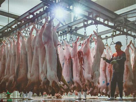2021年中国生猪养殖行业发展现状及重点企业对比分析：生猪出栏量达6.71亿头[图]_智研咨询