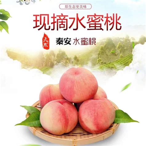 天水在线摄影报道：麦积区天泽果业的“北京七号”蜜桃熟了(图)--天水在线