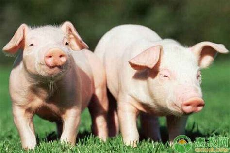 今日生猪收购价格多少钱一斤？7月7日全国生猪价格最新报价 - 惠农网