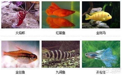 鱼名称大全500种,河里常见的小型淡水鱼,40种鱼类名字及图片_大山谷图库