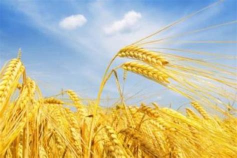 2023年小麦保护价是多少钱一斤 必懂：今年小麦的保护价是多少钱 - 寂寞网