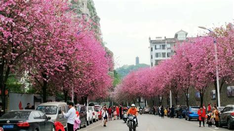 广州紫荆花最美观赏地 广州紫荆花观赏地点推荐2021_旅泊网