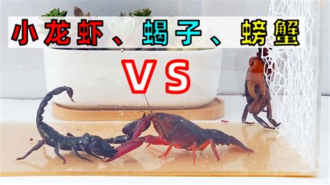 小龙虾vs螳螂,螳螂虾vs蝎子,螳螂vs老鼠_大山谷图库