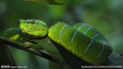 中国最毒十种蛇排行榜 第一绝不是眼镜蛇 才怪_毒蛇