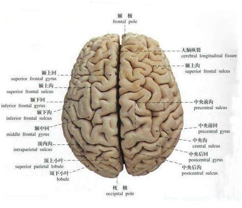 人体大脑详细解剖学-人体解剖图,_医学图库