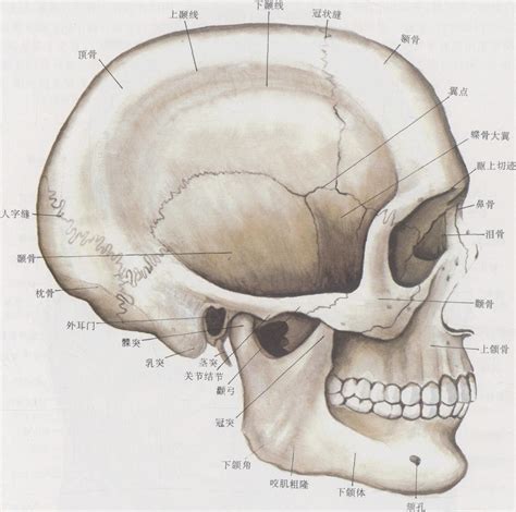 16.颅(外侧面观)-动态人体解剖-医学