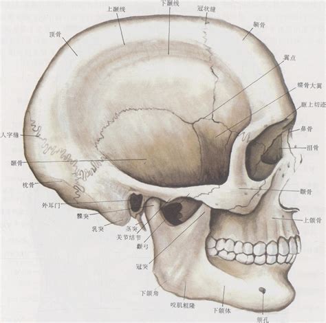 图1-50 颅 侧面观-基础医学-医学