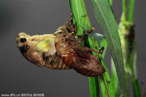 实拍金蝉脱壳全过程：生物奇妙的演变过程|文章|中国国家地理网