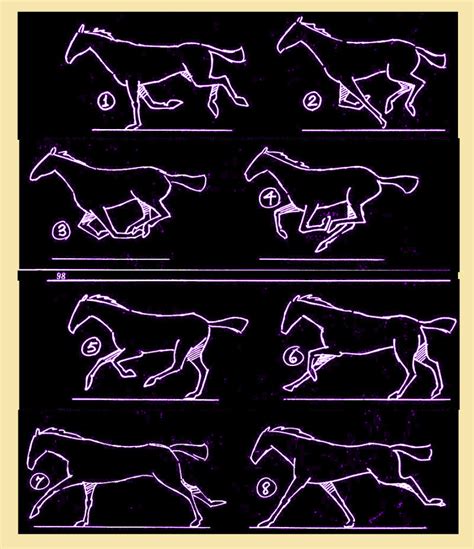 四足动物的运动规律 并附经典参考图讲解 - 其他资源 - CGJOY
