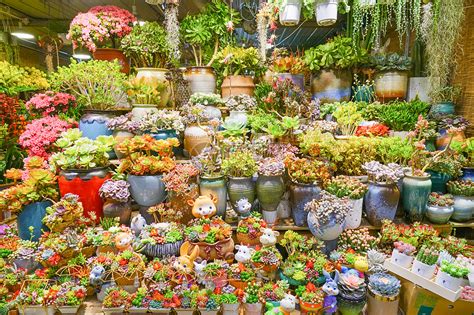 花店里的鲜花和多肉植物高清图片下载-正版图片501718073-摄图网