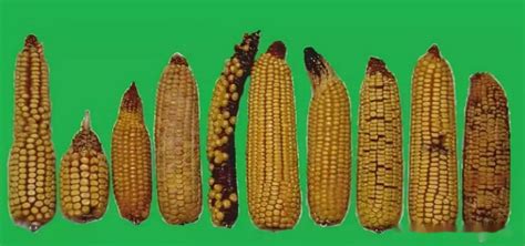 玉米种子怎么种（mc670玉米种子介绍） - 花百科