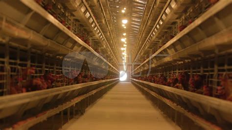 全自动养鸡设备层叠式肉鸡笼立式大层叠热镀锌蛋鸡笼全自动集蛋机-阿里巴巴