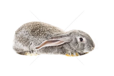 白色背景上灰兔的特写高清图片下载-正版图片505674280-摄图网