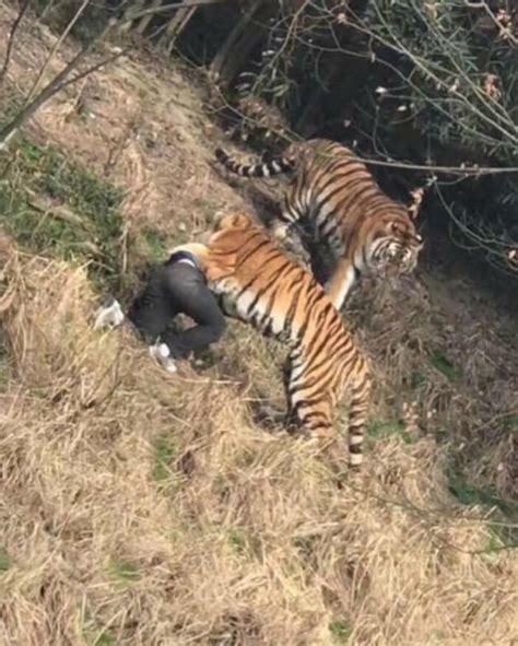 宁波雅戈尔动物园，老虎咬死人视频！谁之过？