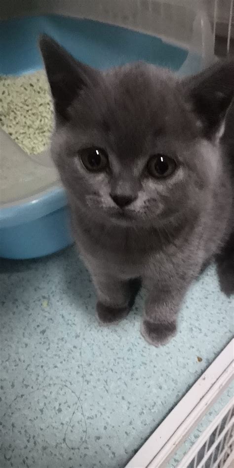 我们家的英短蓝猫两个月大的Shery.聪明伶俐图片