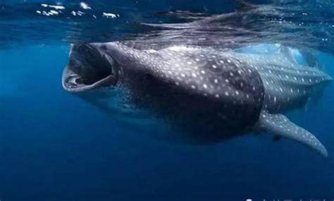 Hey，你听过世界上最孤独的鲸鱼吗？|赫兹_新浪新闻