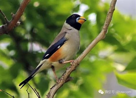 中国常见的鸟类-黑尾蜡嘴雀 -保护地平台