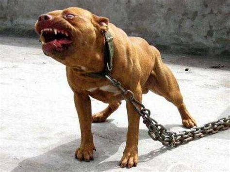 世界上最凶猛的狗排行，比特犬第一(打起架来不怕疼的存在)！|凶猛|比特犬|藏獒_新浪新闻