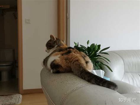 家里有猫主子的皮沙发是怎么保护的？ - 知乎