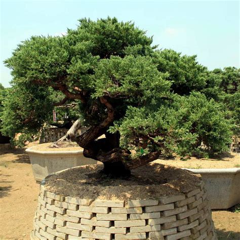 松柏树图片