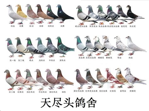 优秀种赛鸽“身份”不可乱，信鸽DNA为其加冕
