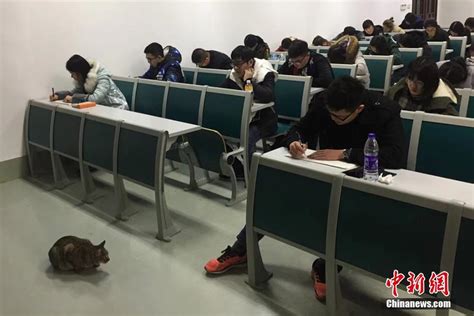 南京农业大学猫咪“监考”引围观_ 联盟中国 _ 中国网