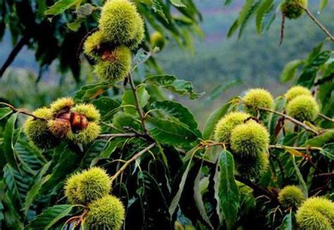 秋季板栗树上成熟的栗子果实高清摄影大图-千库网