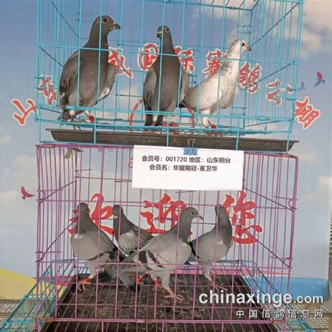 宁夏德赢公棚（秋棚）图片查看-中国信鸽信息网各地公棚