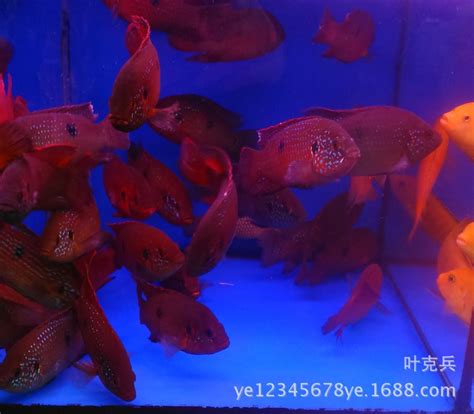 热带观赏鱼批发 红宝石鱼 血钻鱼非洲三湖慈鲷鱼 大型鱼-阿里巴巴