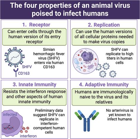 Cell：与SIV相提并论的猿猴出血热病毒（SHFV）具有潜力外溢到人类身上 - 知乎