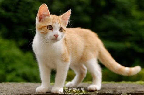 宠物猫取名大全可爱的母(宠物猫名字可爱洋气)-小猫百科资讯-分享库