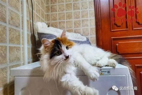 在家洗猫必备6大工具，全部加起来还没宠物店洗一次澡贵！