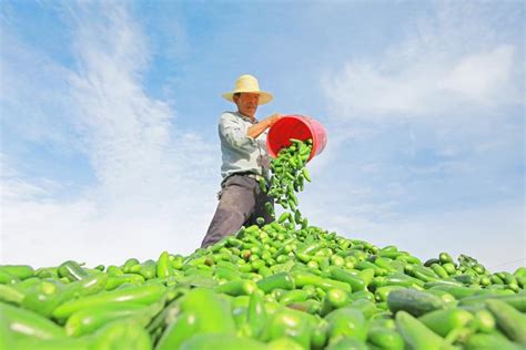 近日，新城镇长城村百亩田蔬菜种植农民专业合作社的300余亩子弹头辣椒进入收获季