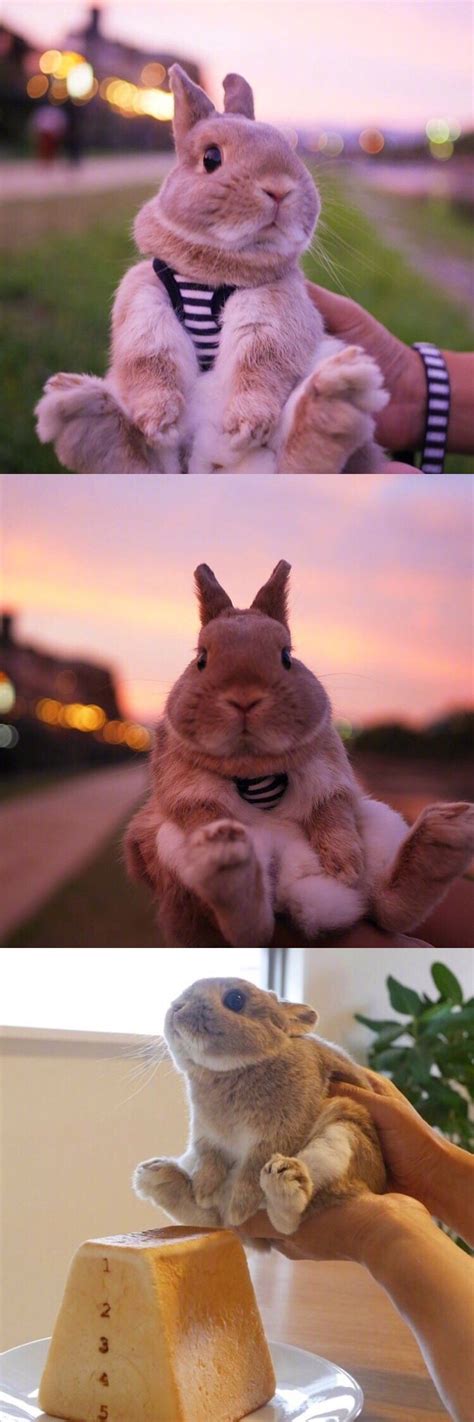 “兔兔那么可爱，夏天为什么要吃兔兔？”看完这个你就明白了！