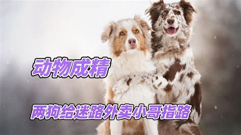 狗精图片