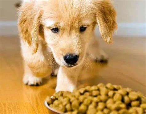给狗狗用自动喂食器喂食到底好不好？
