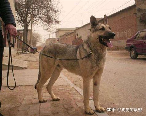 狼青犬其实叫做日本狼青犬，是地地道道的日本狗！