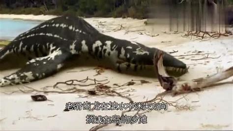 异齿龙图片