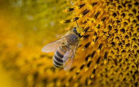 蜜蜂的品质和精神（我们要学小蜜蜂什么精神） – 碳资讯