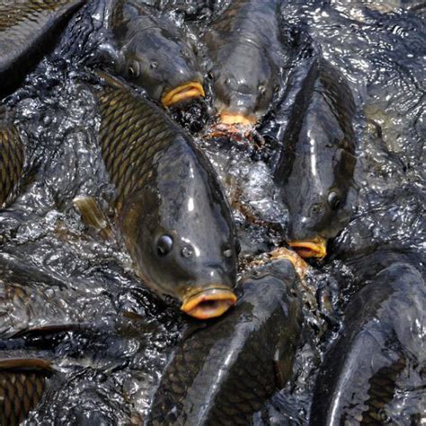 10大名贵食用鱼有哪些（国内十大最贵的淡水鱼介绍）-前沿创业网