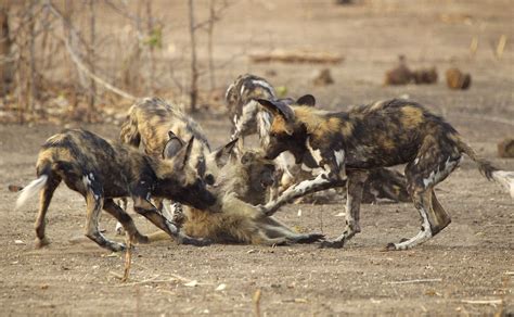 此犬是非洲草原上的顶级猎食者，也是犬类中最危险的犬种|非洲草原|野犬|犬种_新浪新闻