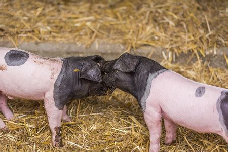母猪来自斯瓦比人猪一种德国人躺在稻草上农场的巢穴里周围有六只幼猪高清图片下载-正版图片303325924-摄图网