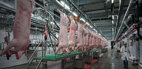 河北霸州某大型生猪屠宰厂选用凯斯乐公司生猪屠宰工具一套，现场安装调试中-凯斯乐（北京）科技发展有限公司